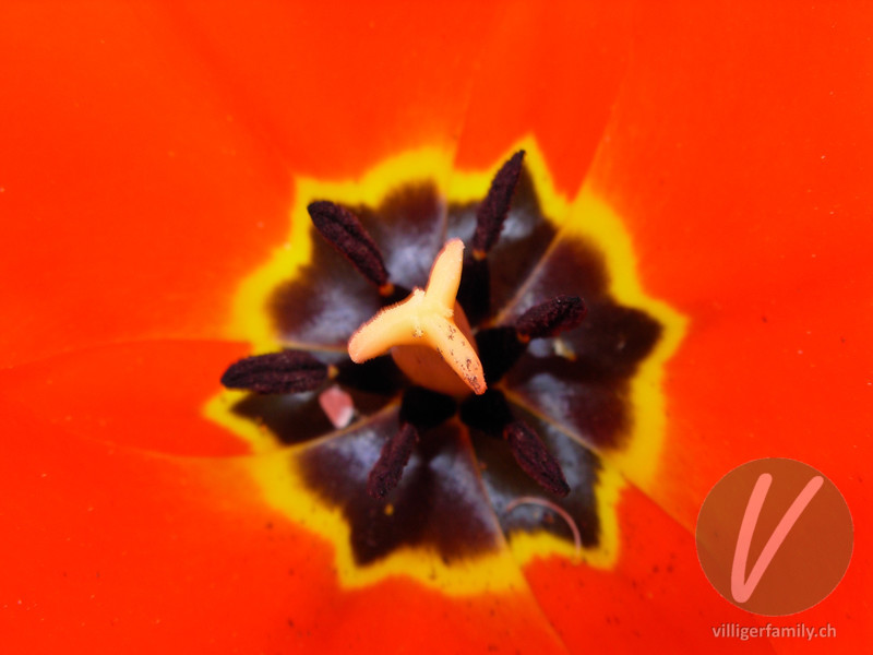 Garten-Tulpe: Blüten