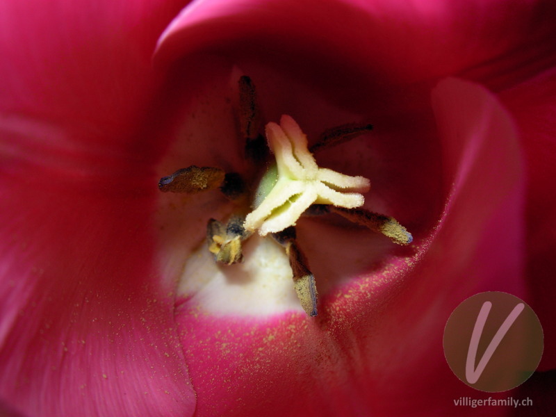 Garten-Tulpe: Blüten