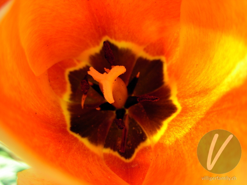 Garten-Tulpe: Blüten