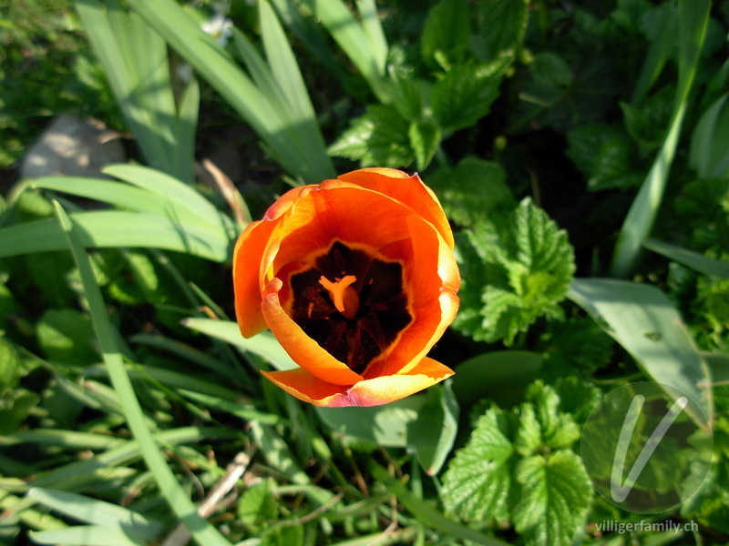 Garten-Tulpe: Blüten