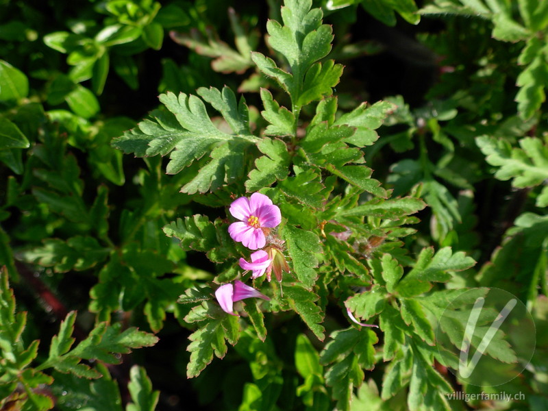 Ruprechtskraut: Blüten