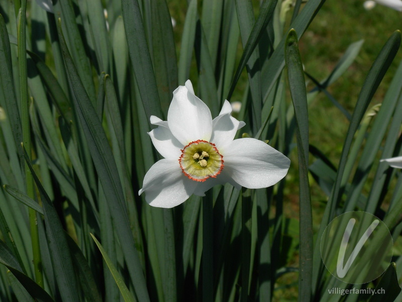Weisse Garten-Narzisse: Blüten