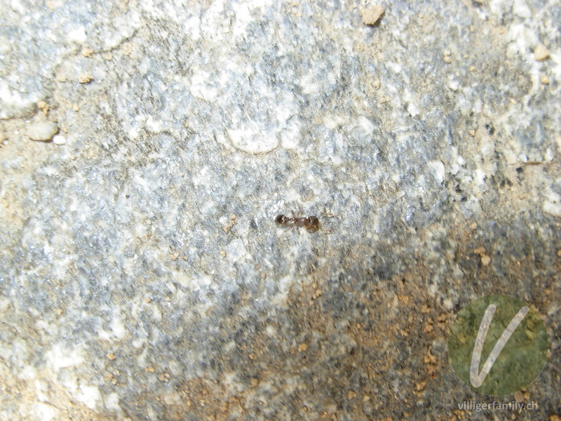 Schwarze Wegameise: 