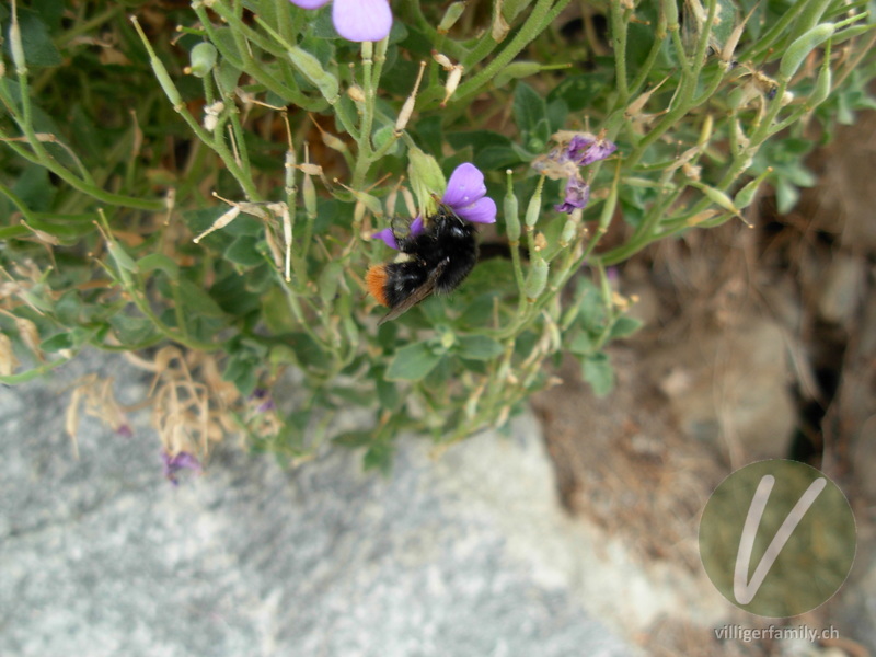 Steinhummel: 