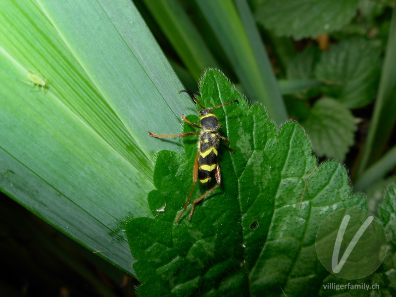 Gemeiner Widderbock: 