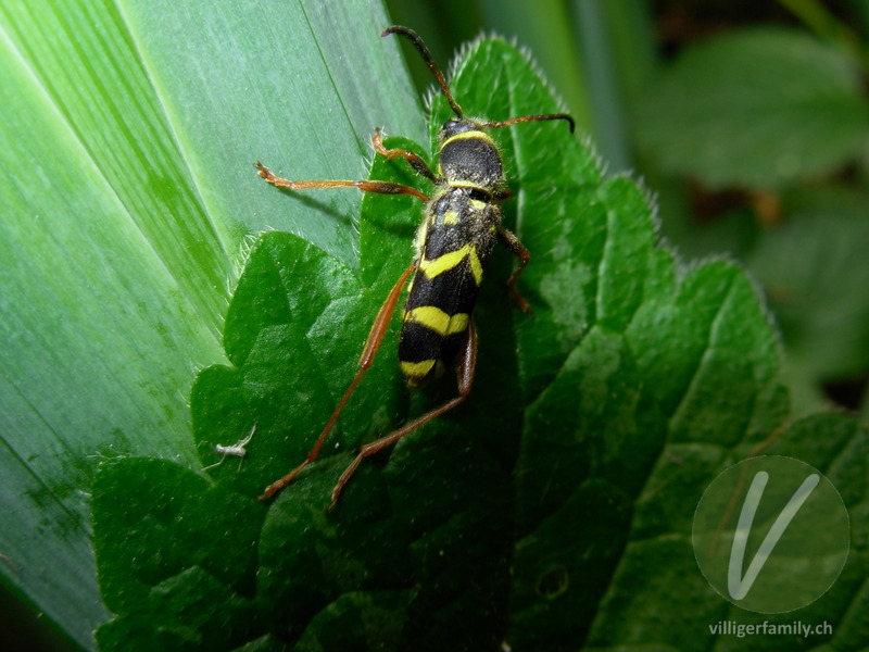 Gemeiner Widderbock: 