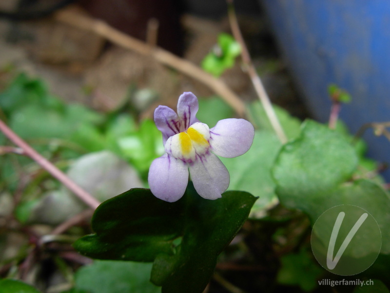 Zimbelkraut: Blüten