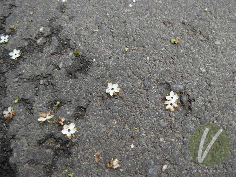 Schwarzer Holunder: Blüten