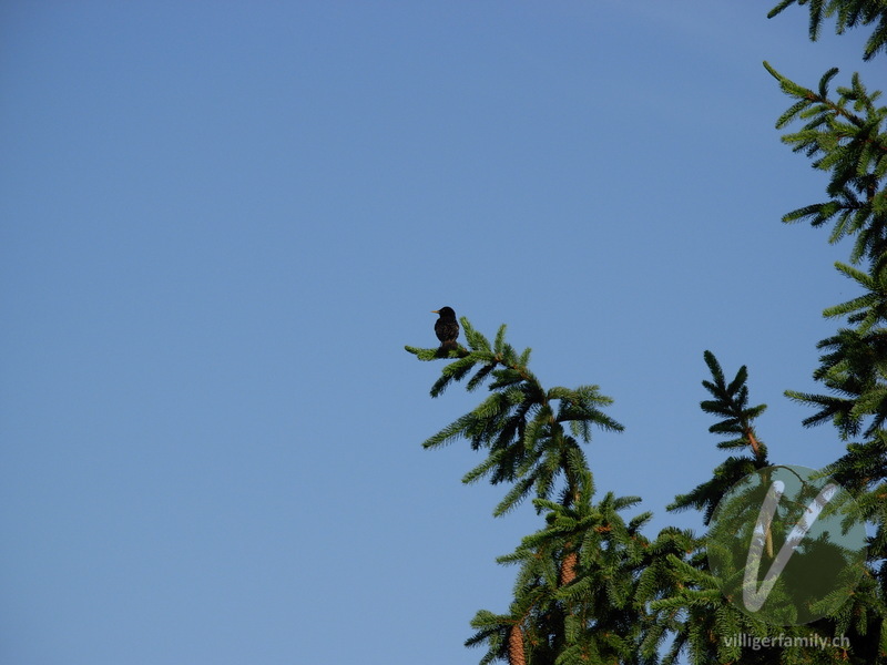 Haussperling: 