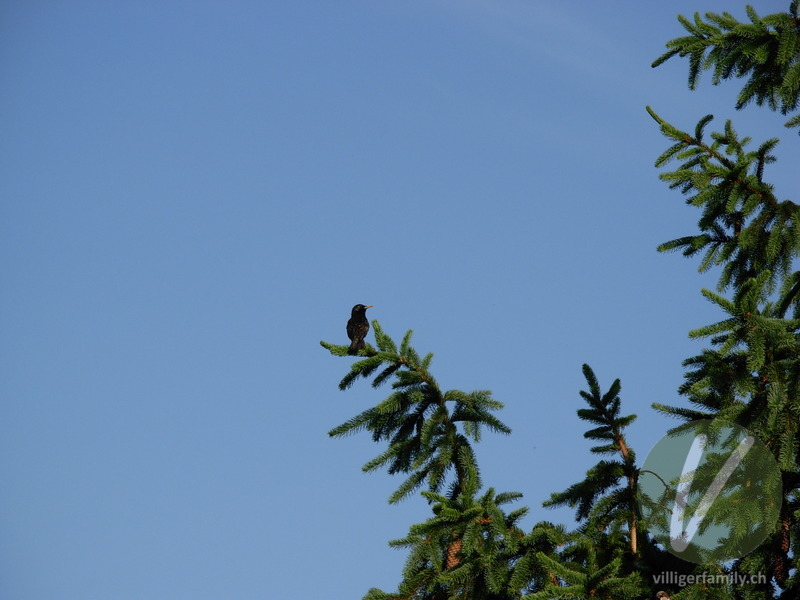 Haussperling: 