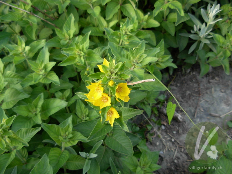 Punktierter Gilbweiderich: Blüten, Gesamtbild