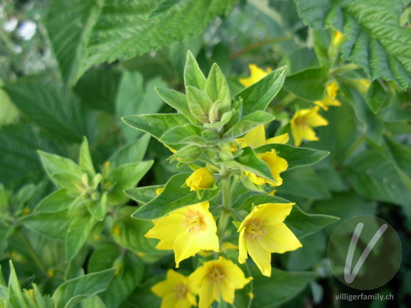 Punktierter Gilbweiderich: Blüten, Blätter