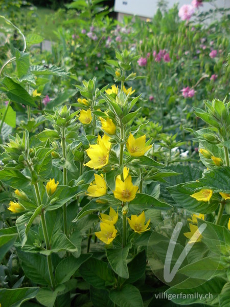Punktierter Gilbweiderich: Blüten, Gesamtbild