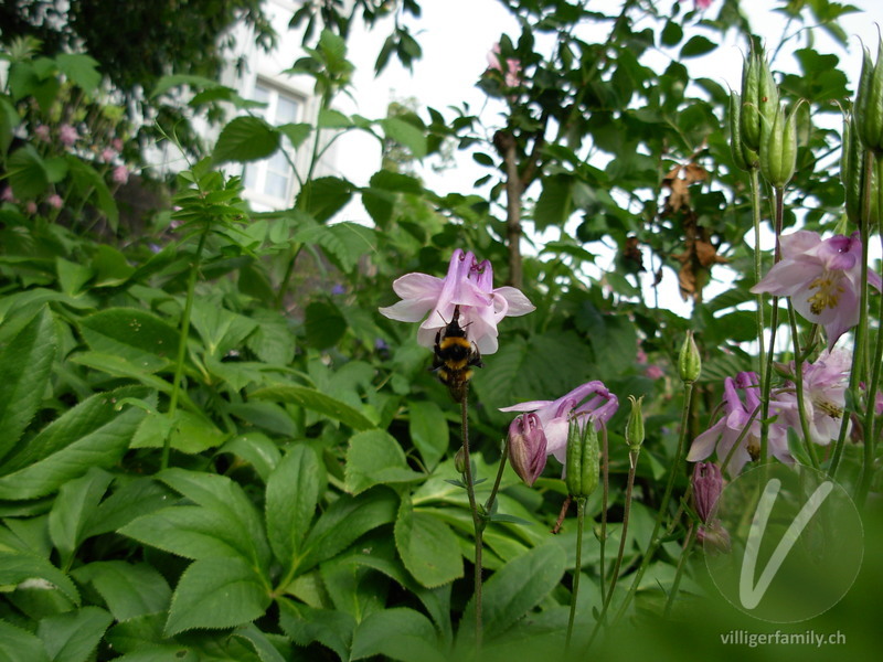 Dunkle Erdhummel: 