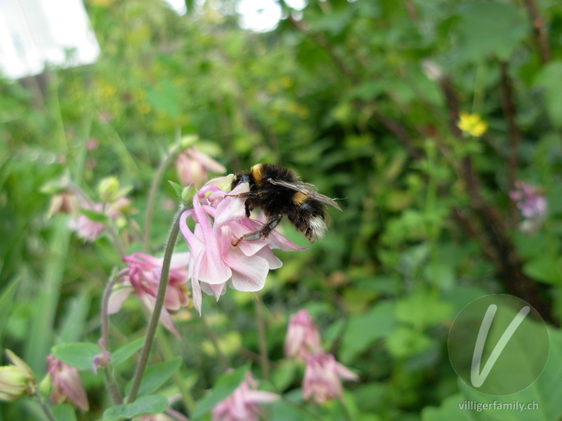 Dunkle Erdhummel: 