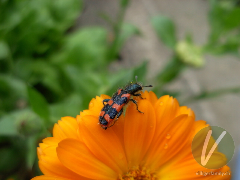 Zottiger Bienenkäfer: 