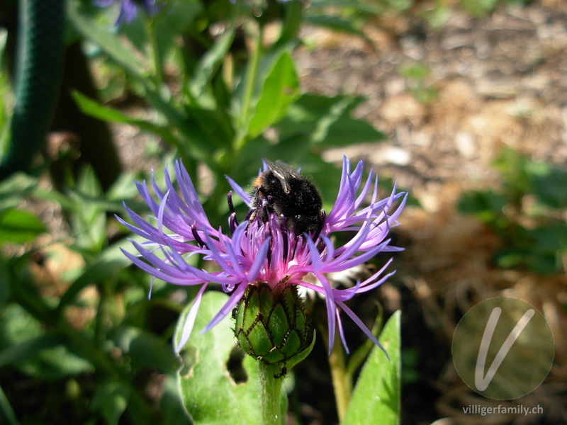 Steinhummel: 
