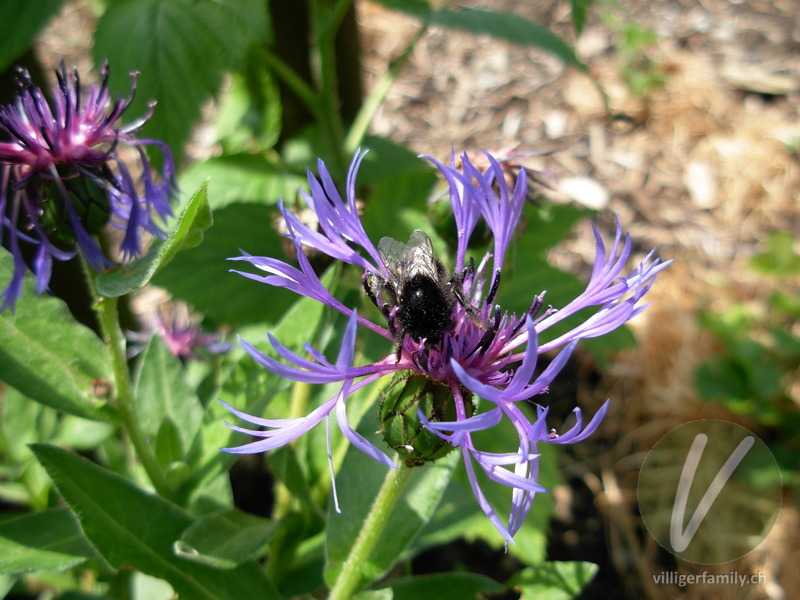 Steinhummel: 