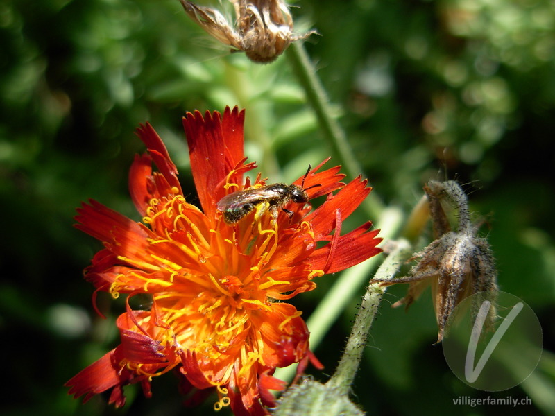 Winzige Furchenbiene: 