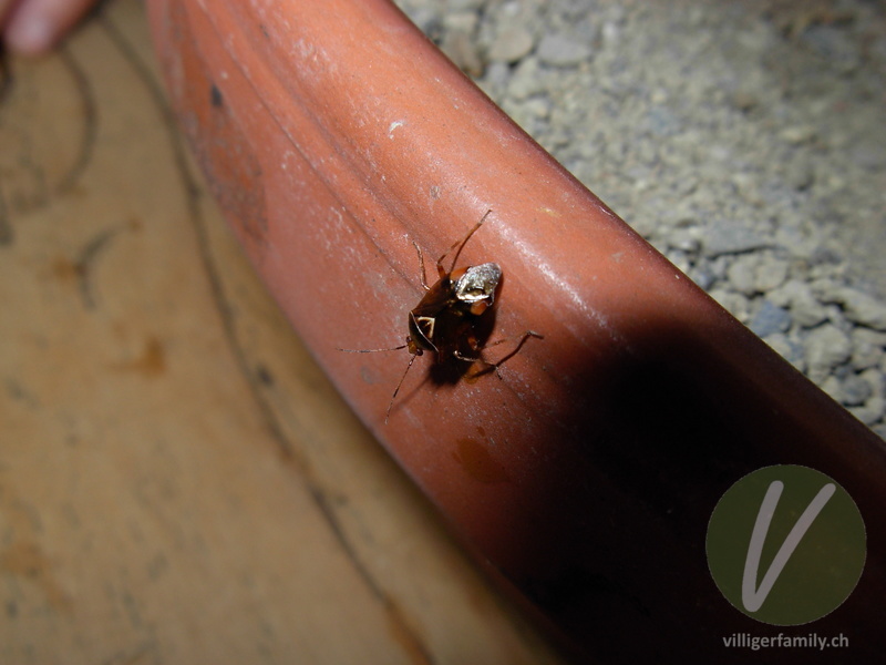 Rote Weichwanze: 