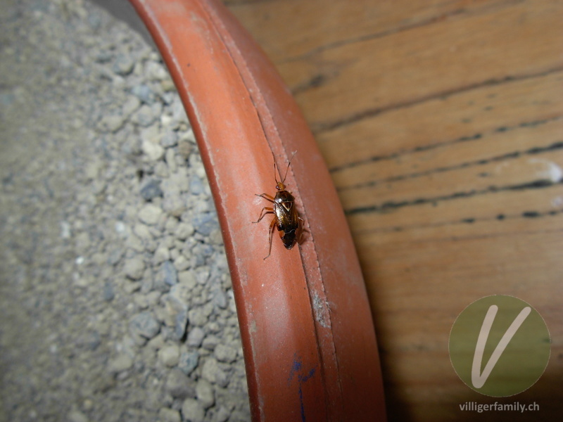 Rote Weichwanze: 