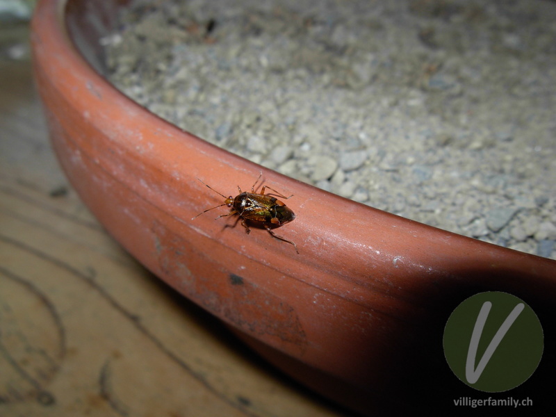Rote Weichwanze: 