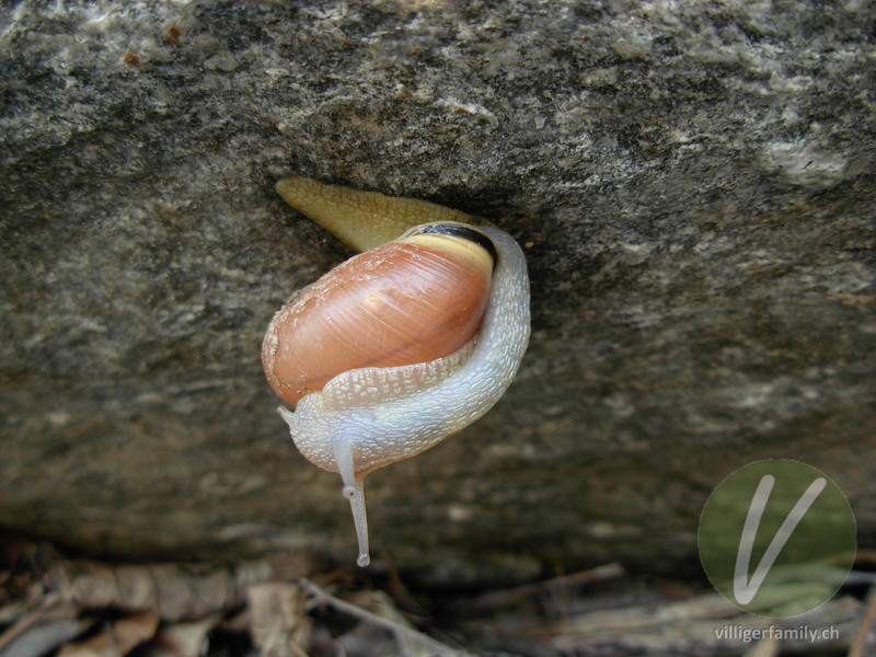 Hain-Bänderschnecke: 