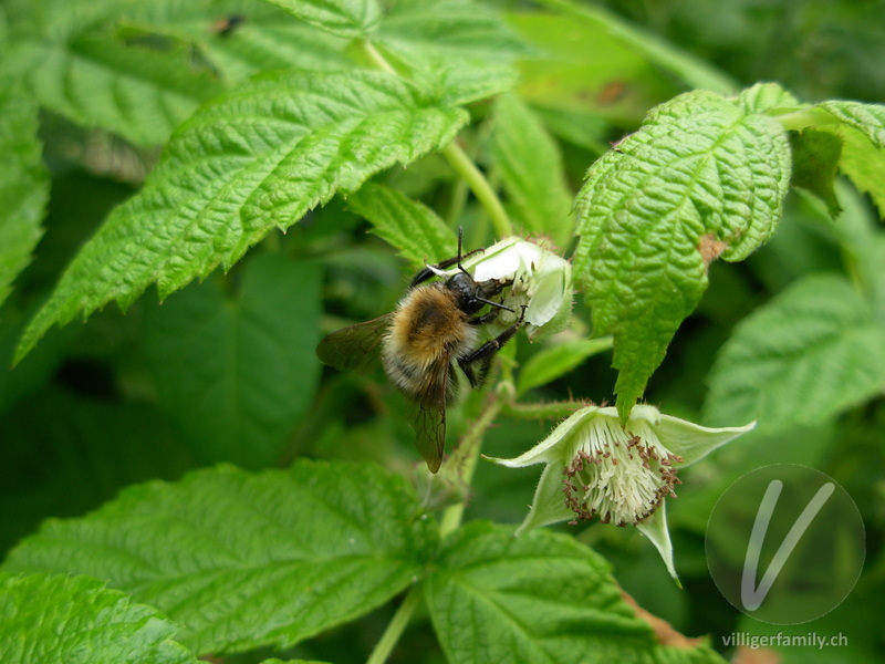 Ackerhummel: 