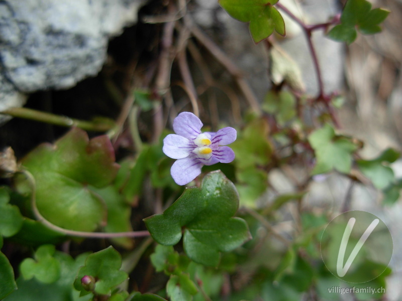 Zimbelkraut: Blüten