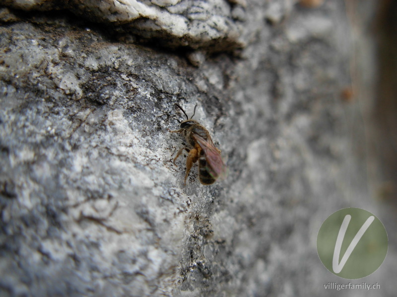 Winzige Furchenbiene: 