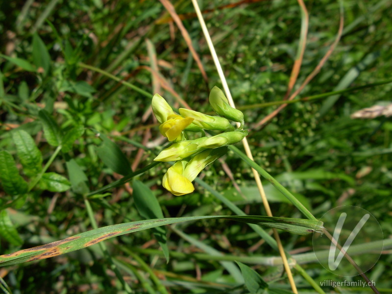 Wiesen-Platterbse: Blüten