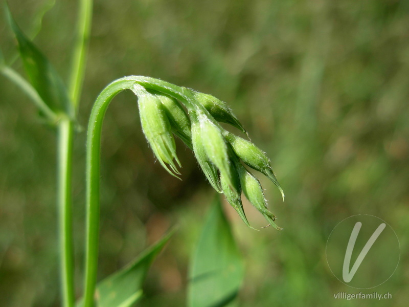 Wiesen-Platterbse: Blüten