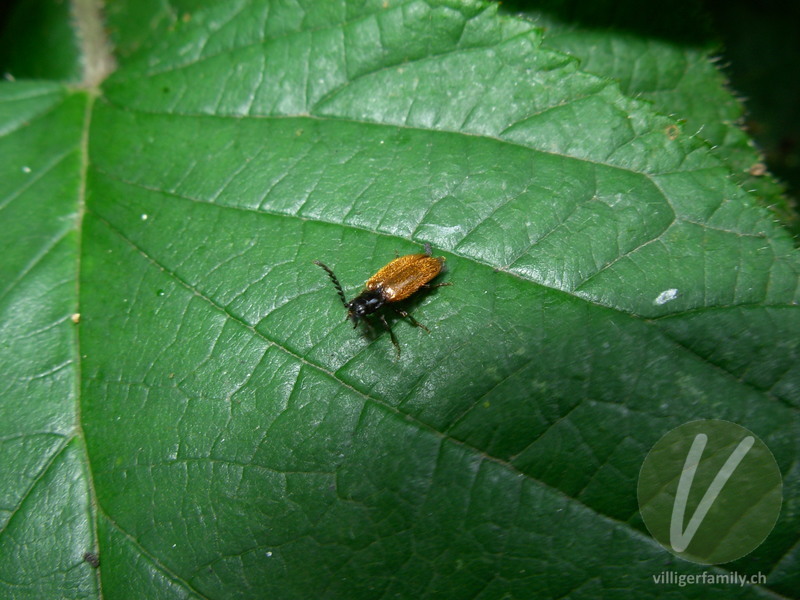 Schneckenhauskäfer (Drilus flavescens): 