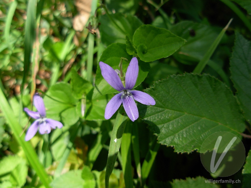 Wald-Veilchen: Blüten