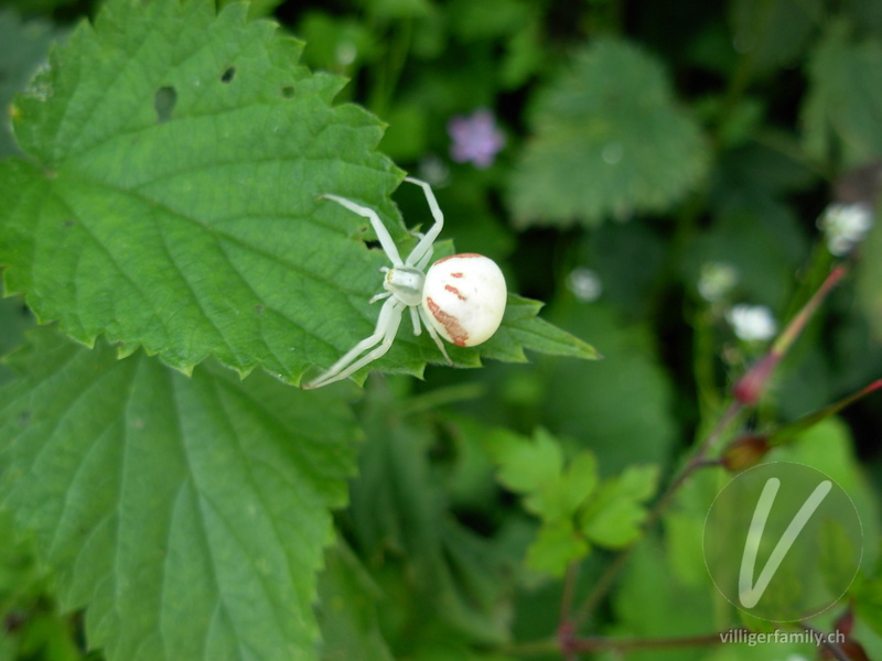 Veränderliche Krabbenspinne: 