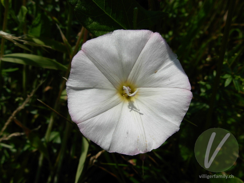 Echte Zaunwinde: Blüten