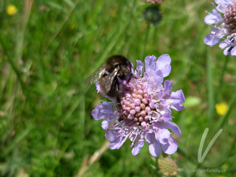 Totholz-Blattschneiderbiene: 