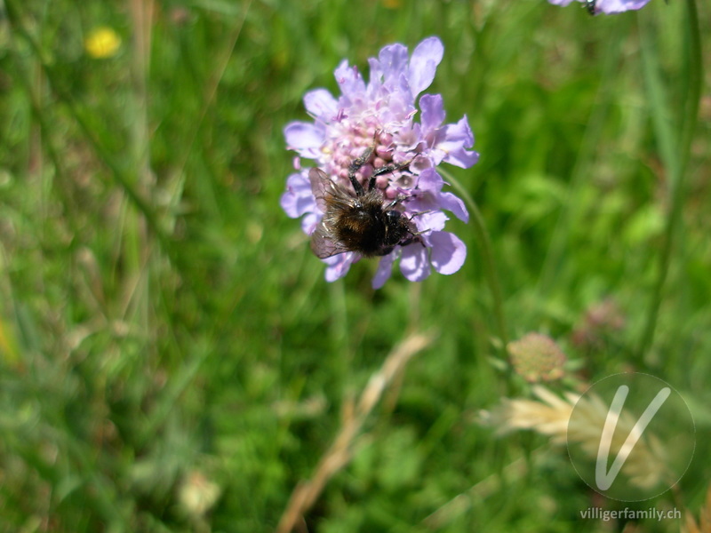 Totholz-Blattschneiderbiene: 