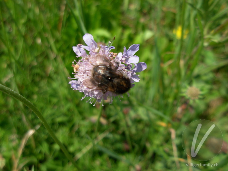 Totholz-Blattschneiderbiene: 