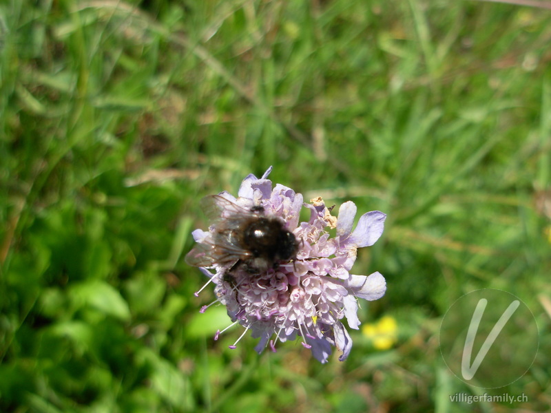 Totholz-Blattschneiderbiene: 