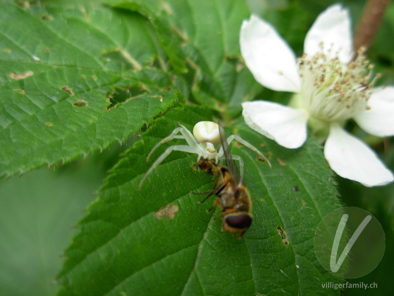 Veränderliche Krabbenspinne: 