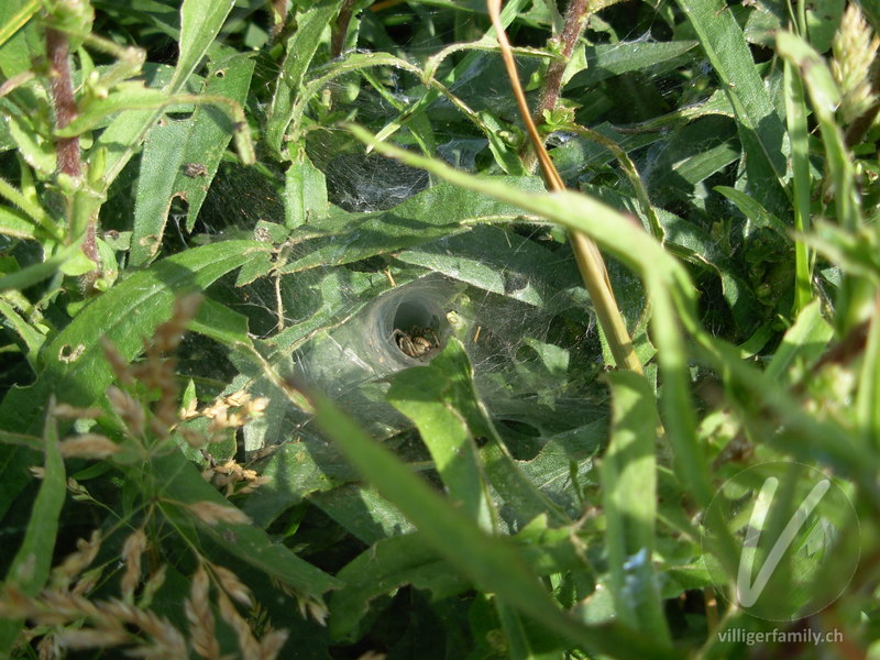 Labyrinthspinne: 