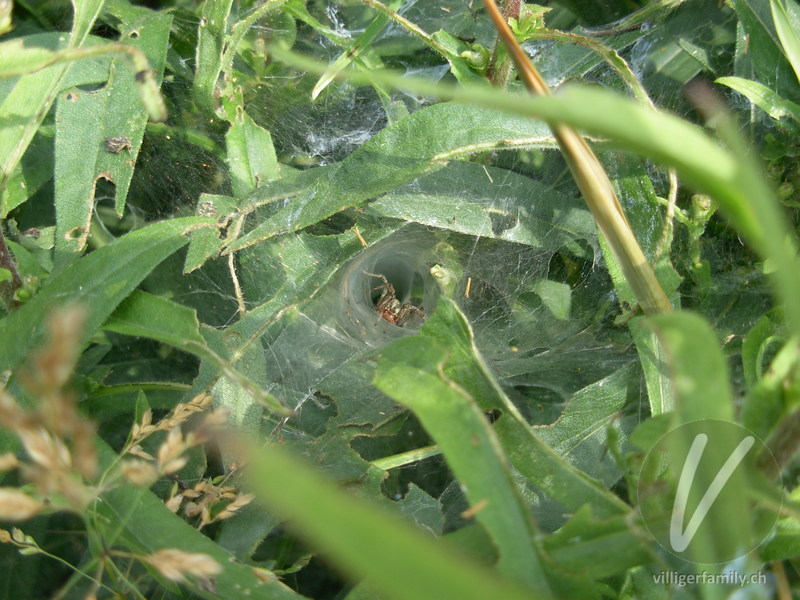 Labyrinthspinne: 