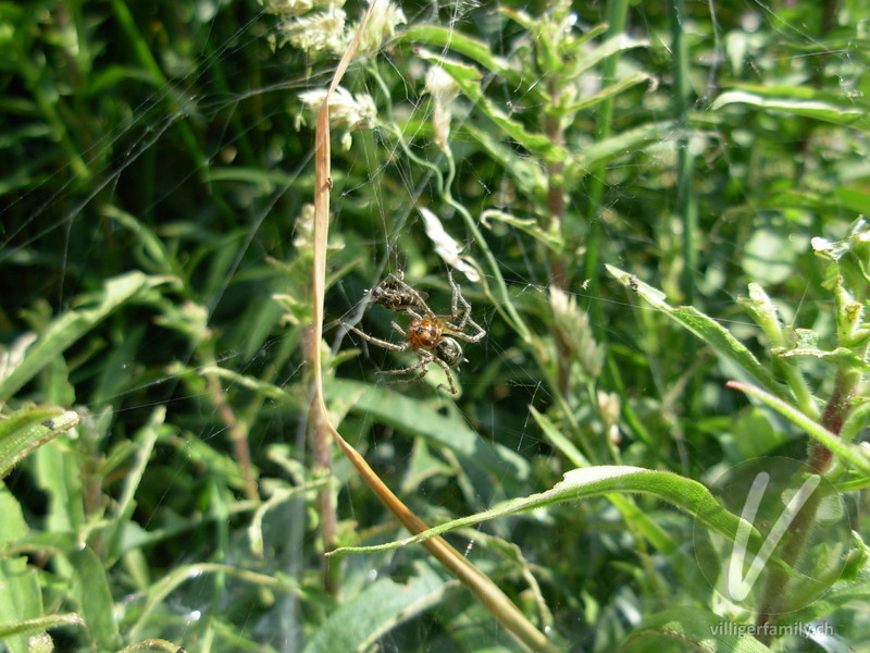 Labyrinthspinne: 