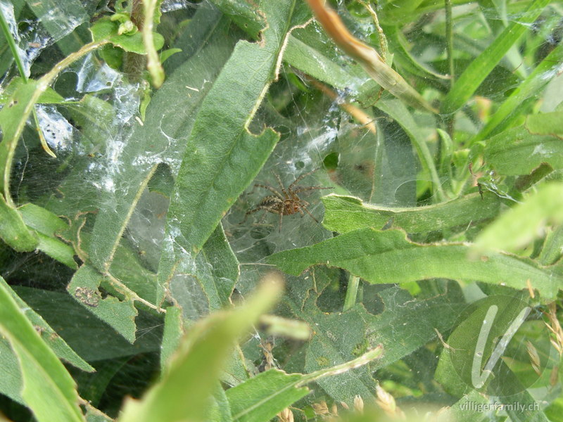 Labyrinthspinne: 