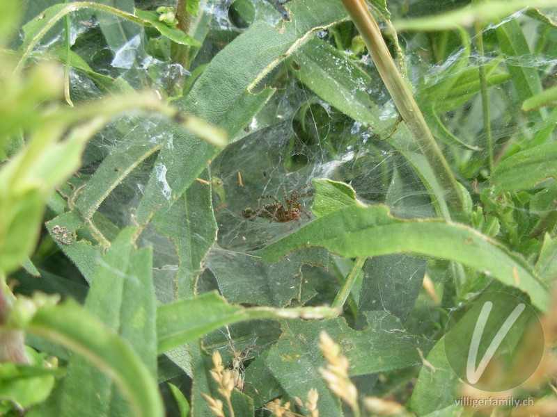 Labyrinthspinne: 