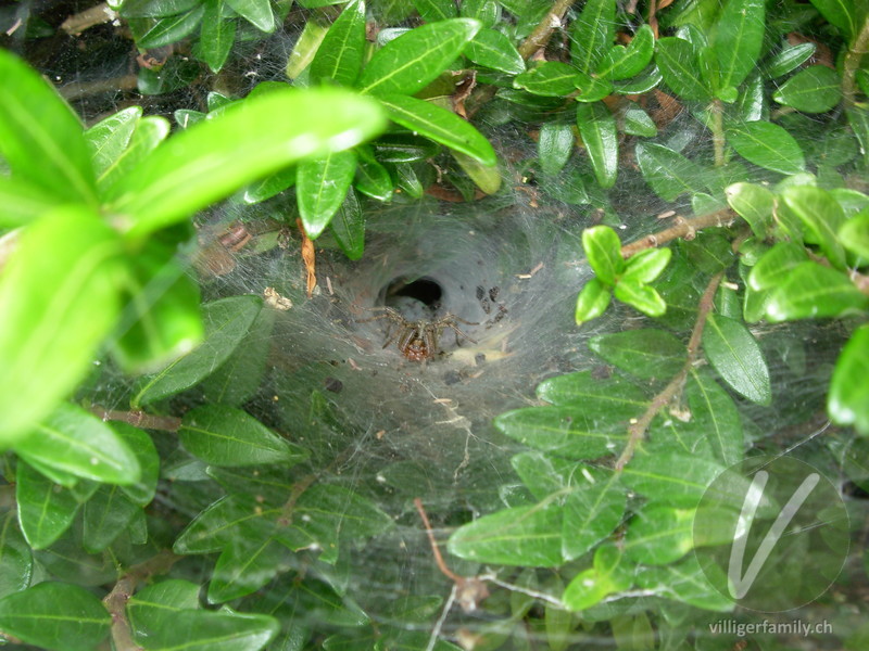 Labyrinthspinne: 