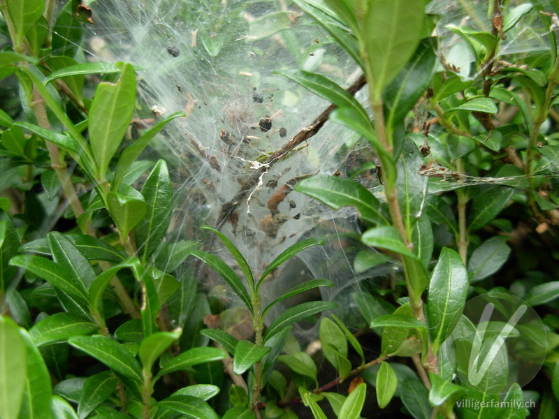 Labyrinthspinne: 