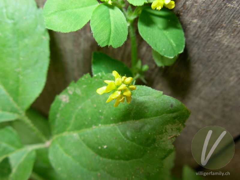 Hopfenklee: Blüten