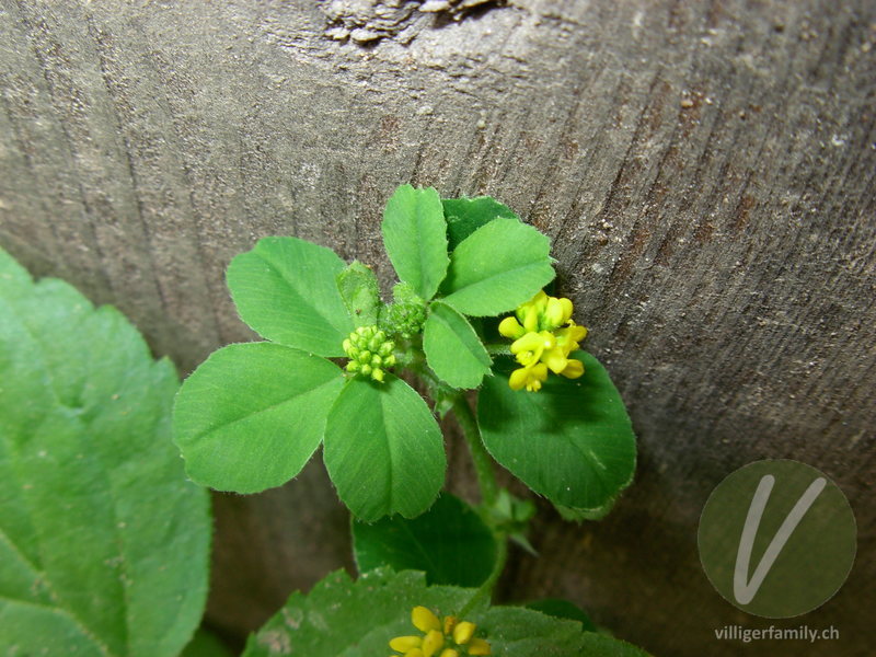 Hopfenklee: Blüten, Blätter